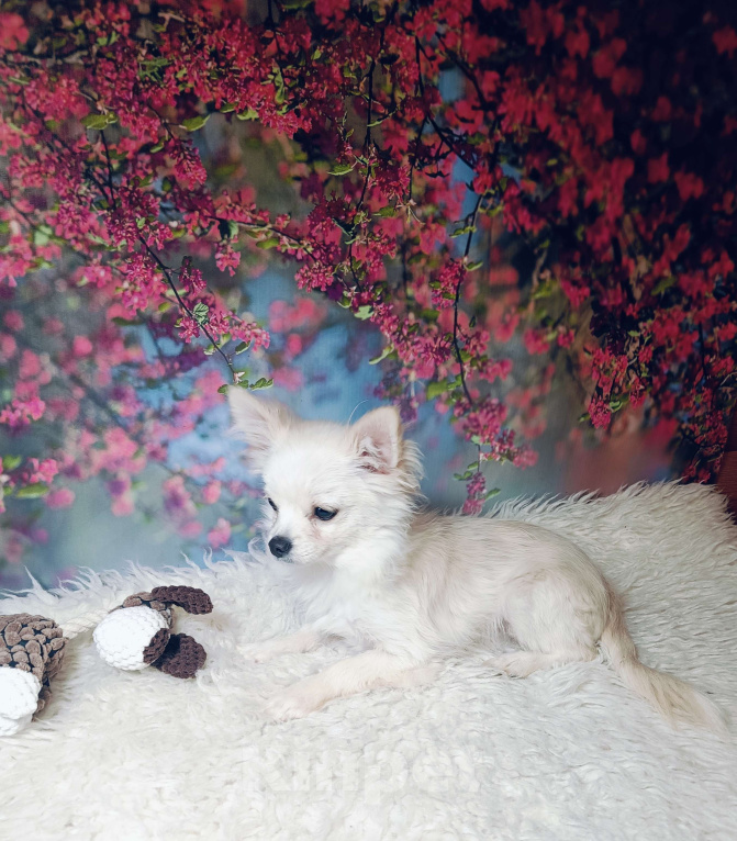 Собаки в Москве: Милый классик Мальчик, 20 000 руб. - фото 4