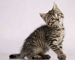 Кошки в Москве: Серый полосатый котенок Пончик в добрые руки Мальчик, 1 руб. - фото 3