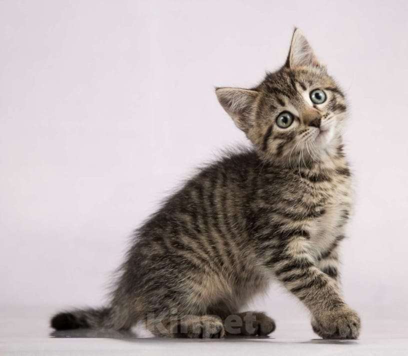 Кошки в Москве: Серый полосатый котенок Пончик в добрые руки Мальчик, 1 руб. - фото 3