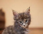 Кошки в Москве: Котенок мейн-кун Девочка, 55 000 руб. - фото 3