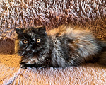Кошки в Чите: Персидская кошечка Девочка, 15 000 руб. - фото 4