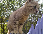 Кошки в Жуковском: Кошечка в дар Девочка, Бесплатно - фото 2