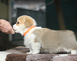 Собаки в Сочи: Великолепные щенки вельш корги пемброк Мальчик, 60 000 руб. - фото 5