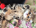 Кошки в Химках: Шотландские прямоухие котята Разнополые, 15 000 руб. - фото 1