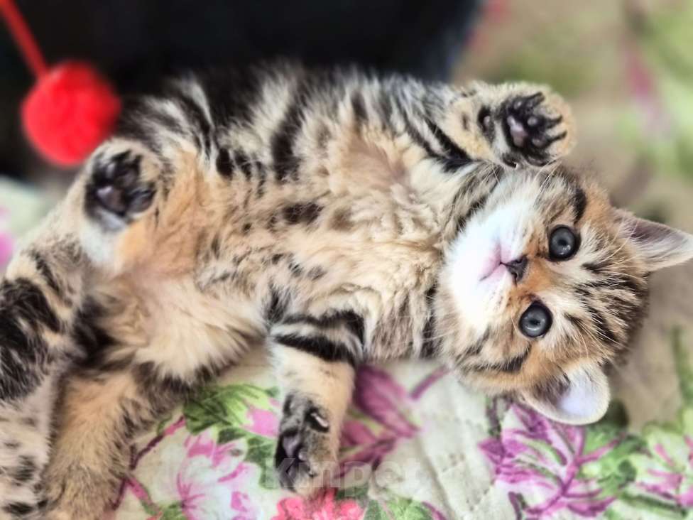 Кошки в Химках: Шотландские прямоухие котята Разнополые, 15 000 руб. - фото 1