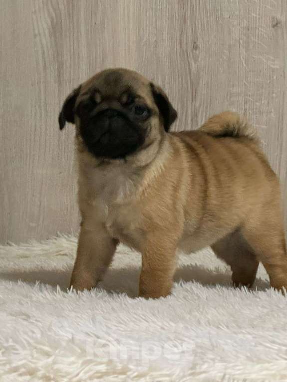Собаки в Нижнем Новгороде: Щенки породы мопс Девочка, Бесплатно - фото 4