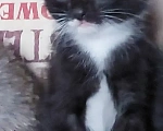Кошки в Улане-Удэ: Отдам в хорошие руки красивых и умных котят 😻 Разнополые, Бесплатно - фото 7