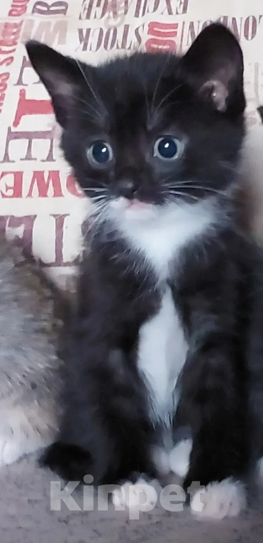 Кошки в Улане-Удэ: Отдам в хорошие руки красивых и умных котят 😻 Разнополые, Бесплатно - фото 7