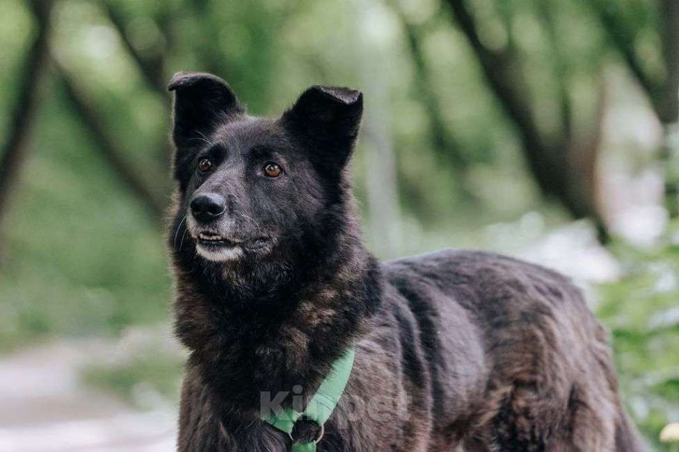 Собаки в Москве: Мик Мальчик, Бесплатно - фото 2