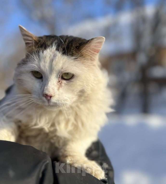 Кошки в Можайске: Марс кот настоящий. Такой же завораживающий, как планета, чьим именем он назван. Приносит удачу! Мальчик, Бесплатно - фото 4