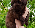 Собаки в Санкт-Петербурге: Мальчик, шоколадного окраса, родился 14.03.23, стандарт, документы от ав Мальчик, 60 000 руб. - фото 2