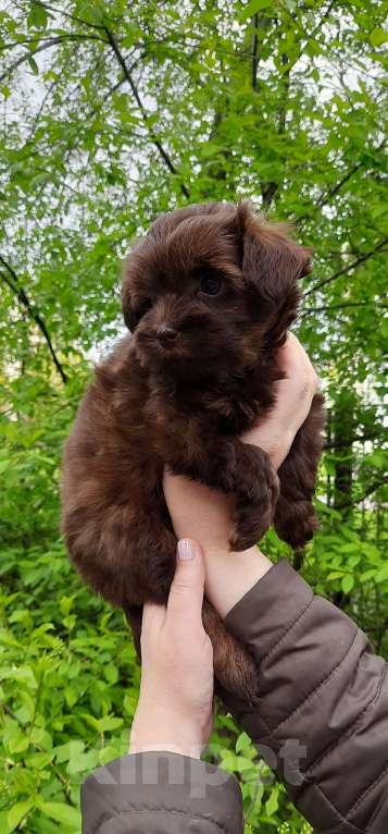 Собаки в Санкт-Петербурге: Мальчик, шоколадного окраса, родился 14.03.23, стандарт, документы от ав Мальчик, 60 000 руб. - фото 2