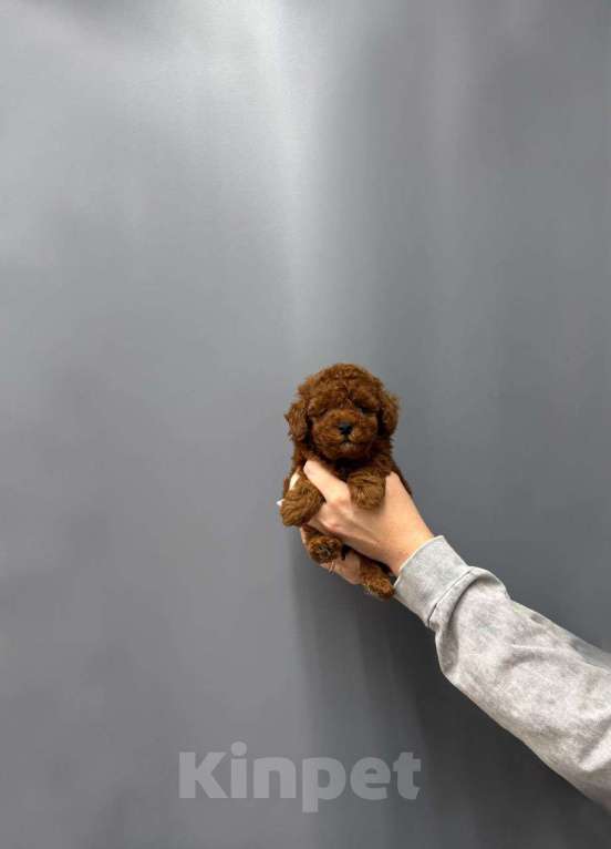 Собаки в Москве: Мини мальчик ред браун Мальчик, 70 000 руб. - фото 1