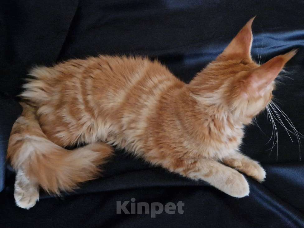 Кошки в Москве: Пресненские котята породы мейн-кун. Алиса Девочка, 30 000 руб. - фото 5