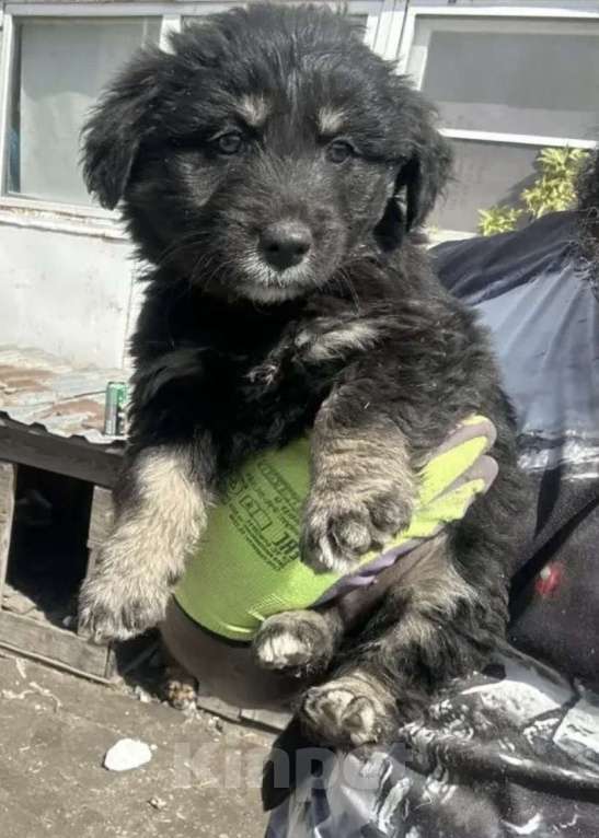 Собаки в Ростове-на-Дону: Щенок в добрые руки Девочка, Бесплатно - фото 3