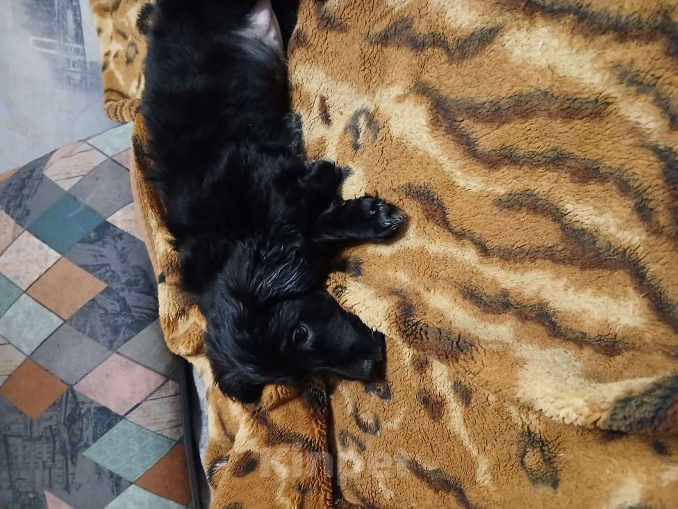 Собаки в Симферополе: Отдам щенка вдобрые руки Девочка, Бесплатно - фото 2