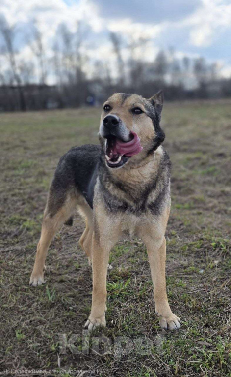 Собаки в Королеве: Яша ждёт своего человека! Мальчик, Бесплатно - фото 6