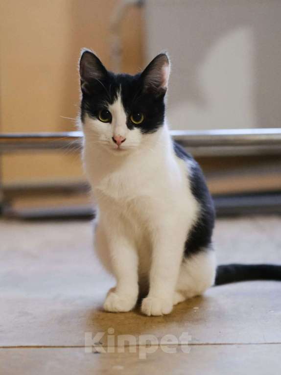 Кошки в Москве: классный котенок Мишка ищет дом Мальчик, Бесплатно - фото 4