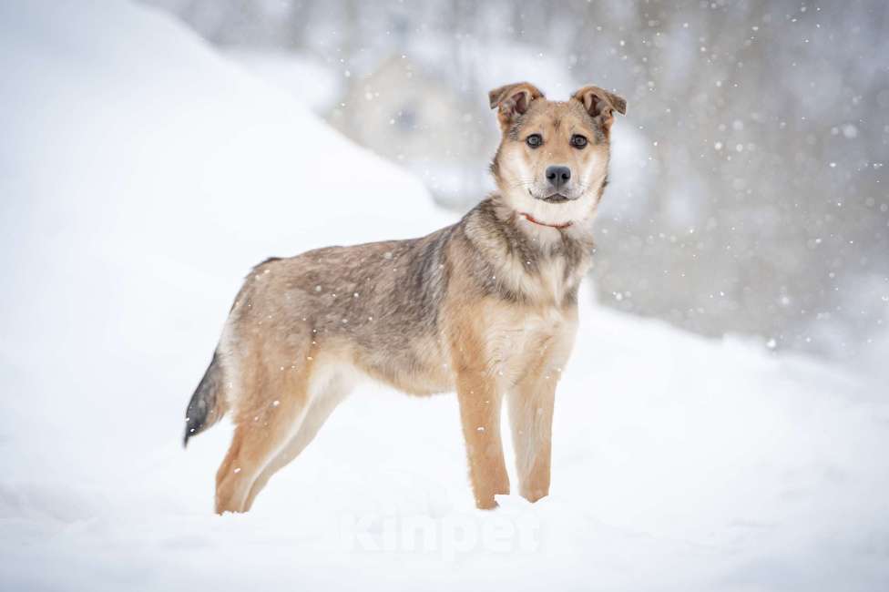 Собаки в Москве: Ласкуша Нюша очень ждет своего родного ЧЕЛОВЕКА. Девочка, Бесплатно - фото 9