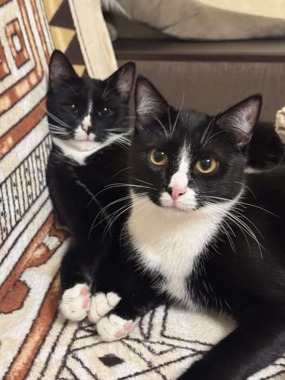 Кошки в Реутове: Ищем дом котенку Мальчик, Бесплатно - фото 1