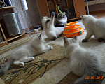Кошки в Наро-Фоминске: невские маскарадные котята Мальчик, 50 000 руб. - фото 9