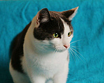 Кошки в Новоалтайске: Кошка Люси, Бесплатно - фото 1