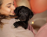 Собаки в Москве: Щенок Витт (мама черный лабрадор) в дар Мальчик, Бесплатно - фото 1