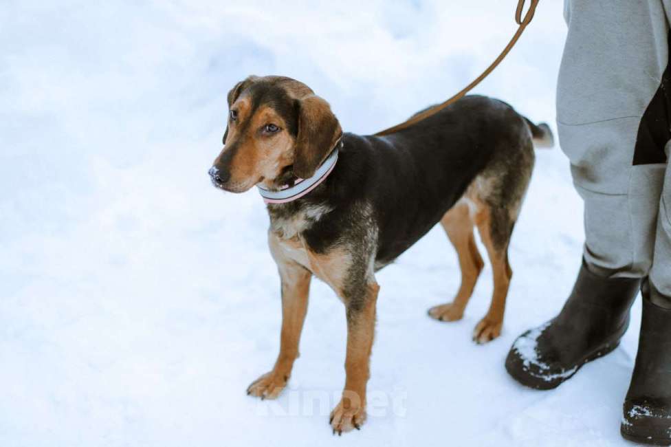 Собаки в Москве: Балканская гончая в добрые руки Девочка, Бесплатно - фото 3