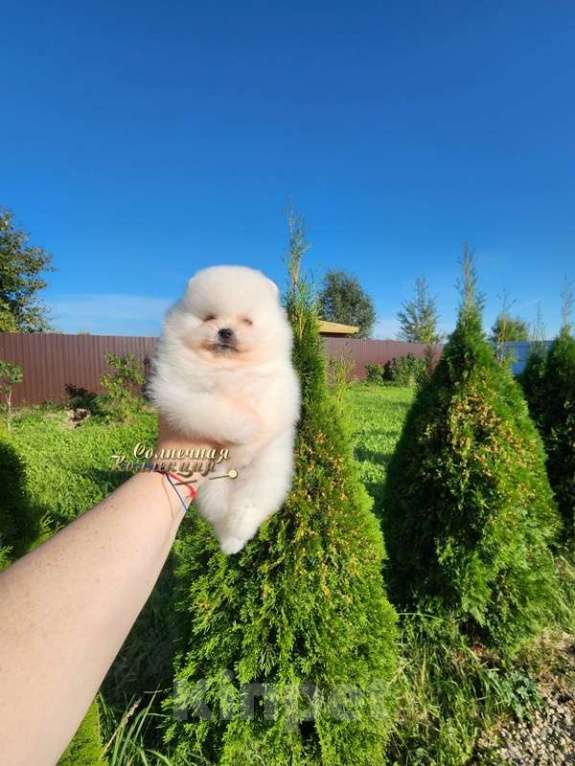 Собаки в Москве: Померанский шпиц  медежоночек РКФ Мальчик, Бесплатно - фото 2