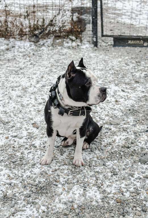 Собаки в Новосибирске: Ищу суку для вязки своему кобелю  Мальчик, Бесплатно - фото 2