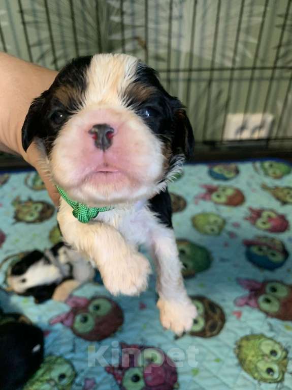 Собаки в Краснодаре: Мальчики  кавалер Кинг Чарльз триколор  Мальчик, 50 000 руб. - фото 2