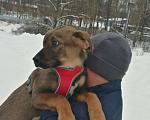 Собаки в Москве: Щенок Норд ищет дом Мальчик, Бесплатно - фото 2
