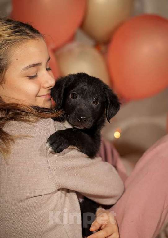 Собаки в Москве: Щенок Витт (мама черный лабрадор) в дар Мальчик, Бесплатно - фото 1