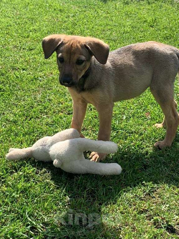 Собаки в Санкт-Петербурге: Ласковые бархатные щеночки Девочка, Бесплатно - фото 5