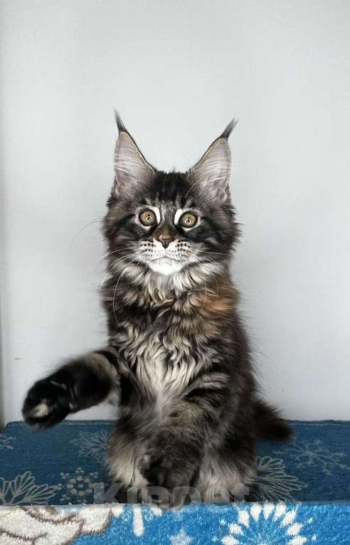 Кошки в Краснодаре: Котёнок Мейн Кун Полидакт Девочка, Бесплатно - фото 4