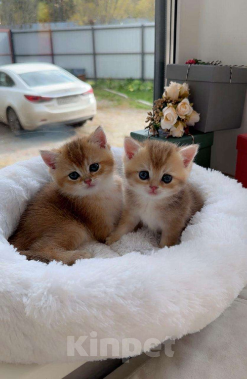 Кошки в Томске: Британские котята Мальчик, 37 000 руб. - фото 2