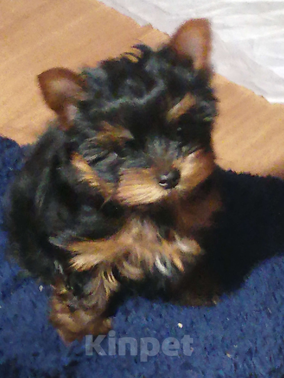 Собаки в Москве: Щенки Йорка  мини девочка Девочка, 50 000 руб. - фото 3