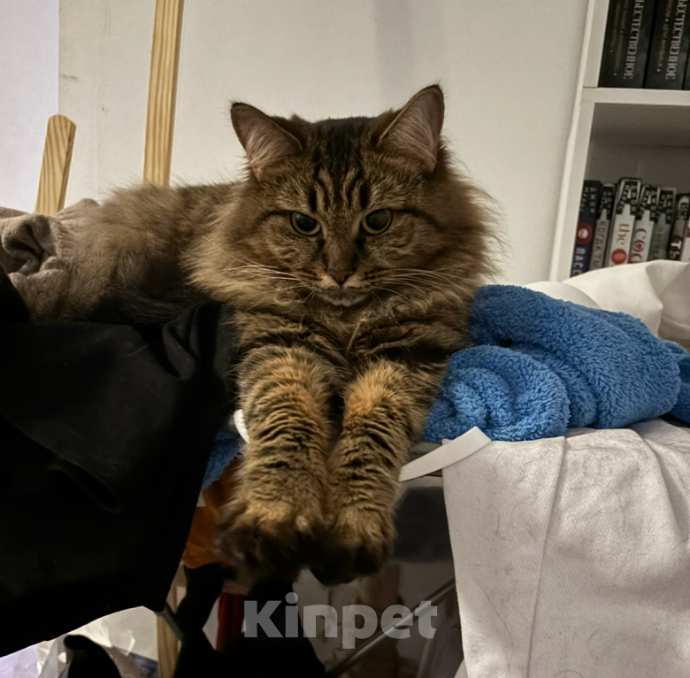 Кошки в Москве: ПРОПАЛА КОШКА Девочка, 10 000 руб. - фото 7