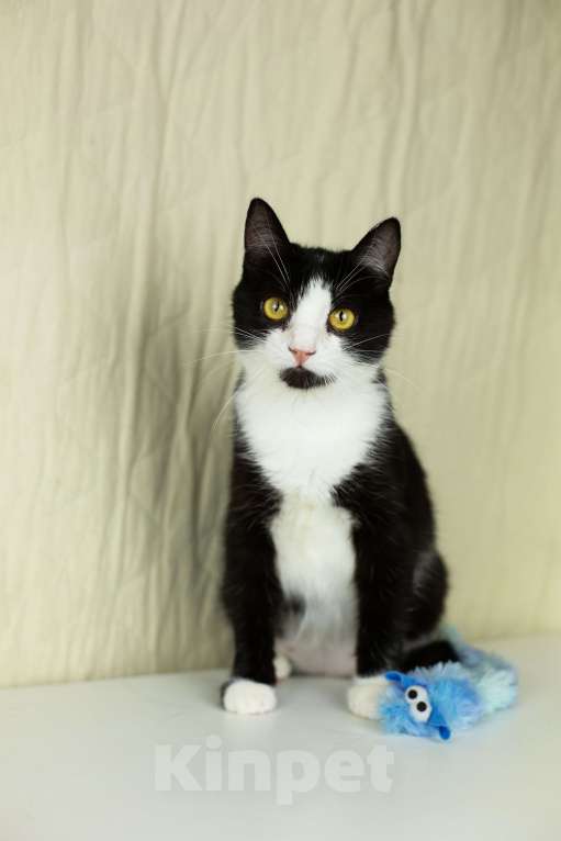 Кошки в Москве: Верочка верит в доброту людей Девочка, Бесплатно - фото 6