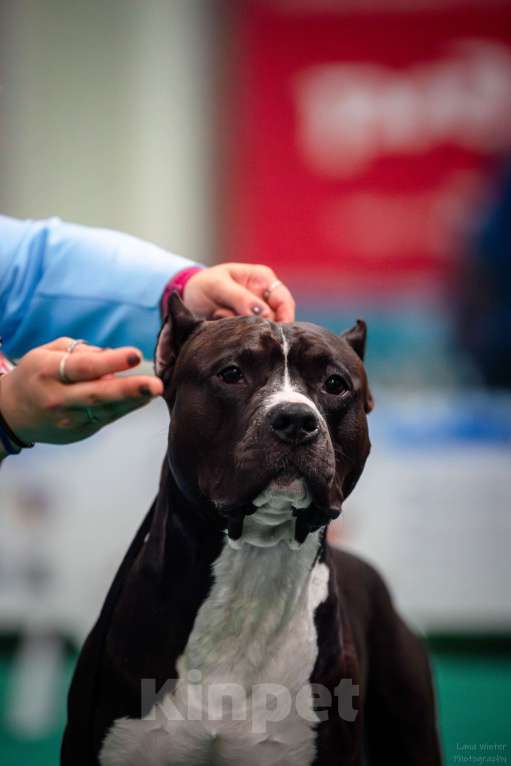 Собаки в Москве: Вязка Американский стаффордширский терьер Мальчик, 1 000 руб. - фото 10