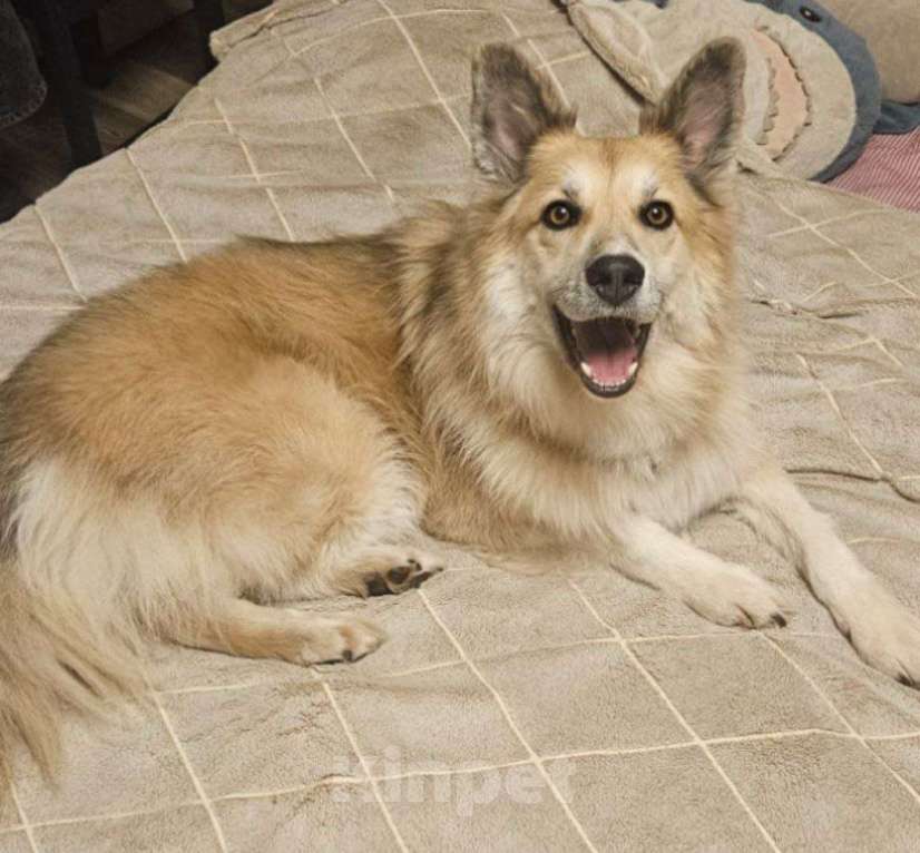 Собаки в Москве: Иногда жизнь поворачивается против тебя...так и случилось с Риком ...  Мальчик, Бесплатно - фото 4