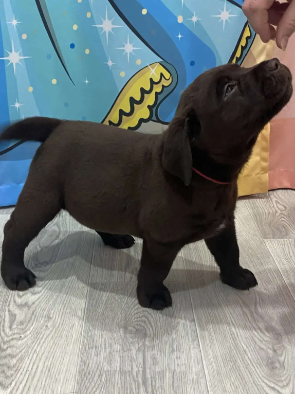 Собаки в Казани: Щенки лабрадор-ретривер Девочка, 55 000 руб. - фото 3