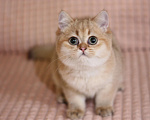 Кошки в Москве: Шоколадное золото котик Мальчик, Бесплатно - фото 1