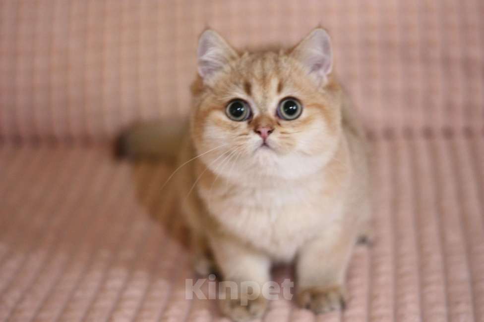 Кошки в Москве: Шоколадное золото котик Мальчик, Бесплатно - фото 1