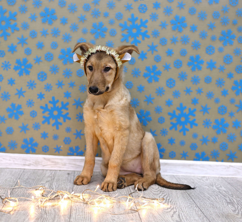 Собаки в Москве: Щенки бесплатно в Москве Девочка, Бесплатно - фото 7