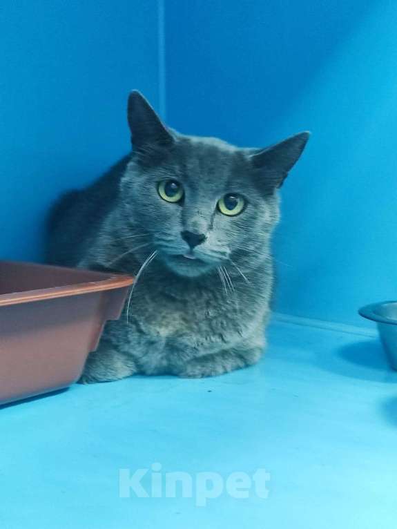 Кошки в Москве: Красавица Элли. Кошка на выпуск на улицу Девочка, Бесплатно - фото 2