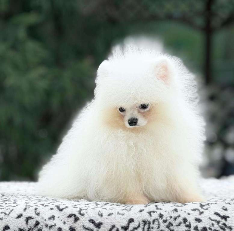 Собаки в Санкт-Петербурге: Супермини шпиц мальчик Мальчик, 20 000 руб. - фото 2