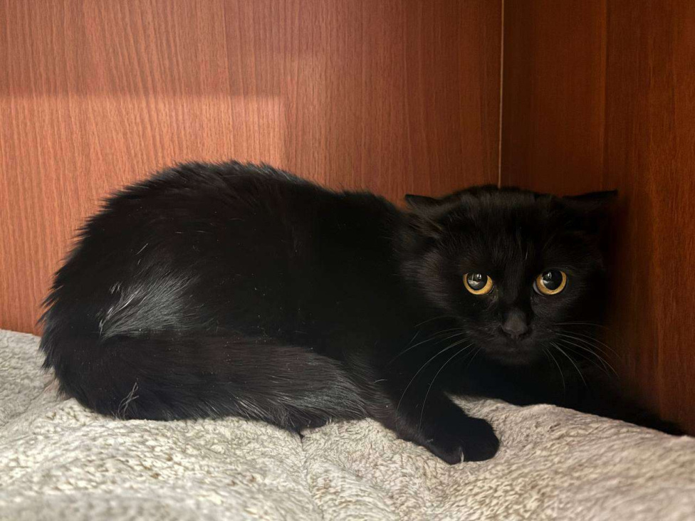 Кошки в Москве: Черной малышке Флоре некуда идти Девочка, Бесплатно - фото 1