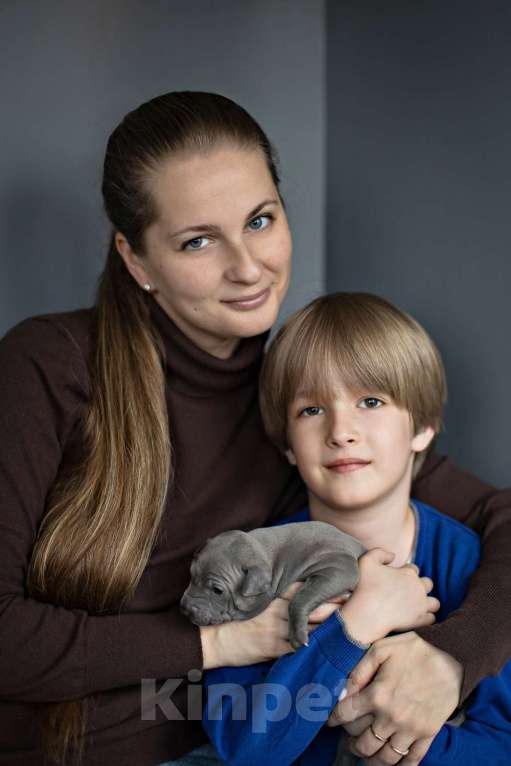 Собаки в других городах Московской области: Щенки Тайского Риджбека Девочка, Бесплатно - фото 6