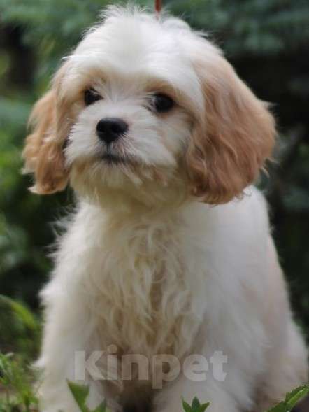 Собаки в Екатеринбурге: Малыши кавапу Мальчик, 50 000 руб. - фото 2